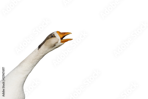 Loud goose