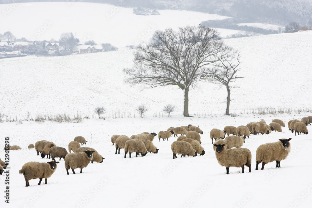 Sheep Standing In A Snow Filled Field Sheep Standing In A Snow Filled Field