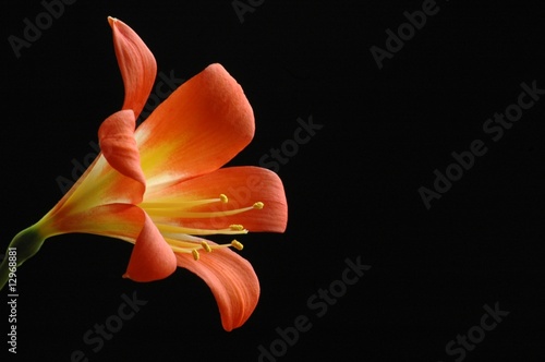 single clivia flower