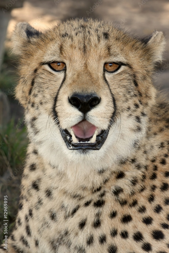 Cheetah Portrait