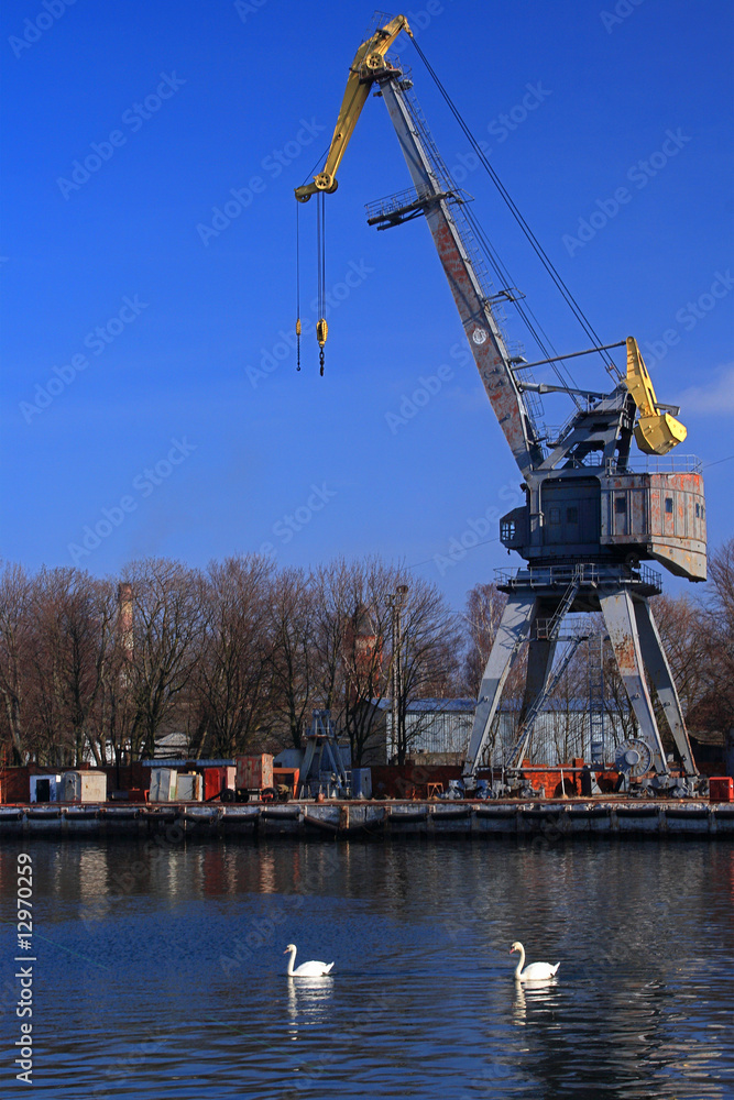 Fototapeta premium Crane and swans
