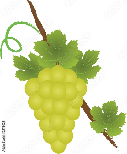 Grape logo