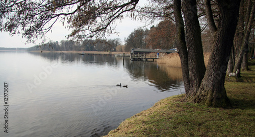 Ufer des Scharm  tzelsees  Brandenburg