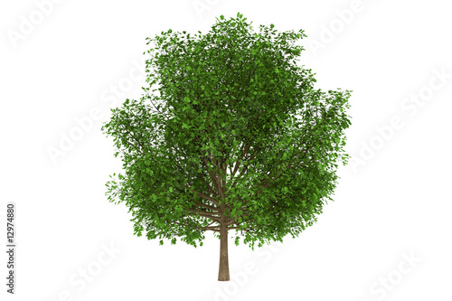 oak tree green isolated on the white background