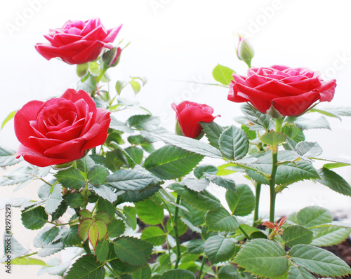 Roses bush