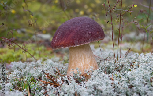 Mushroom in the moss