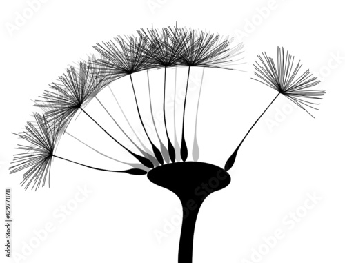 Pusteblume