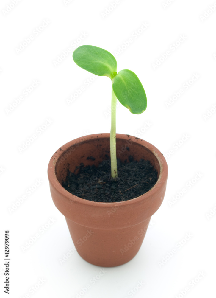 Seedling Seedling