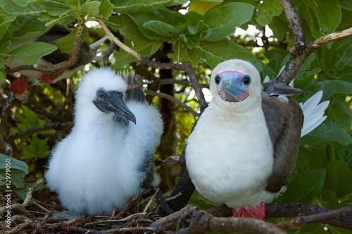 Cuadro en lienzo Red footed booby and chick, Sula sula, Palmyra Atoll.