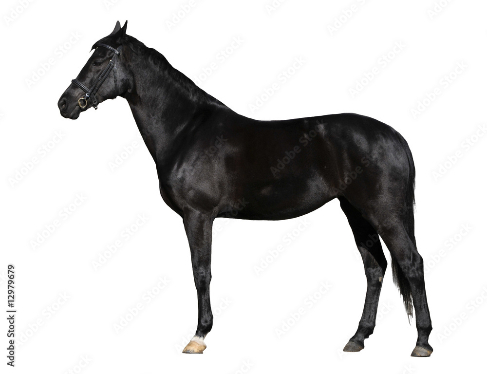 Fototapeta czarny koń na białym tle