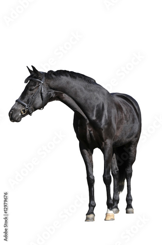 black horse on white background