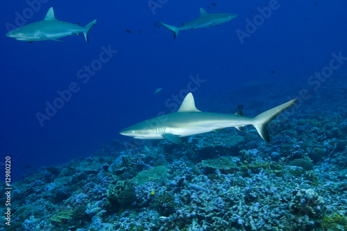 Gray Reef sharks, Carcharhinus amblyrhynhos, in Palmyra. © anemone