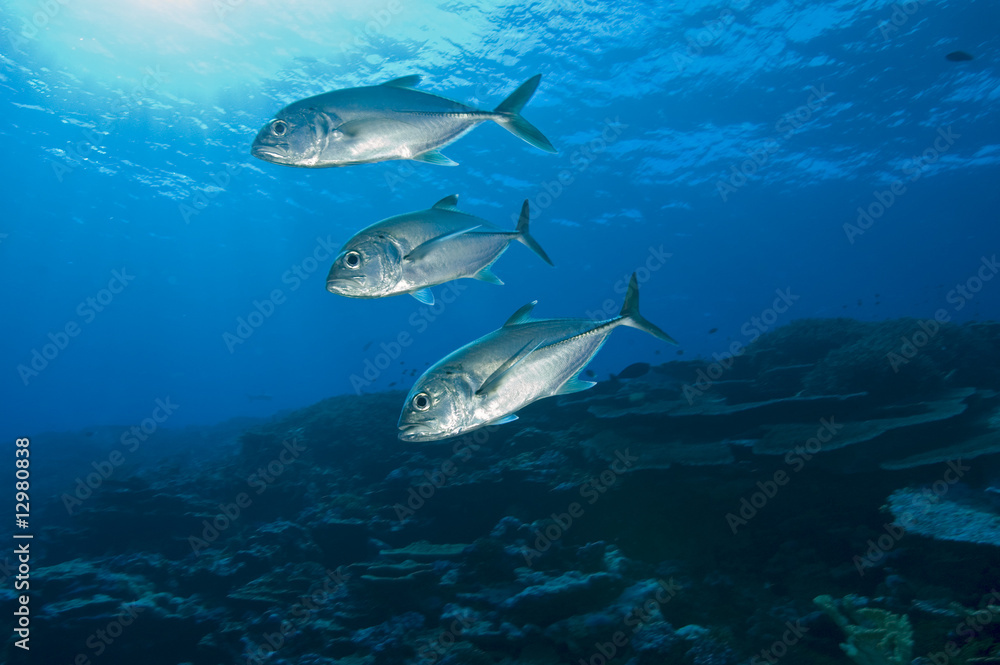 Obraz premium Big eye trevallies, Caranx sexfasciatus.