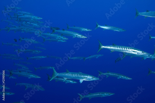 Blackfin barracudas  Sphyraena qenie  Kingman Reef.