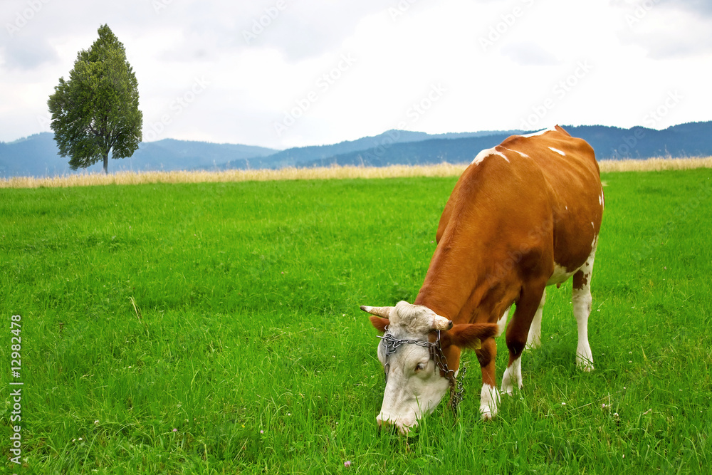 cow on meadow