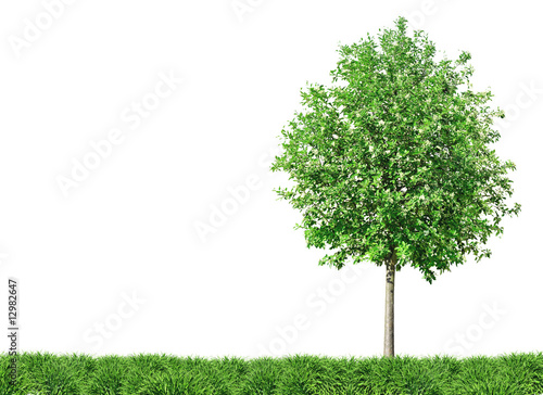 Baum und Wiese
