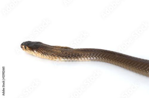 cobra
