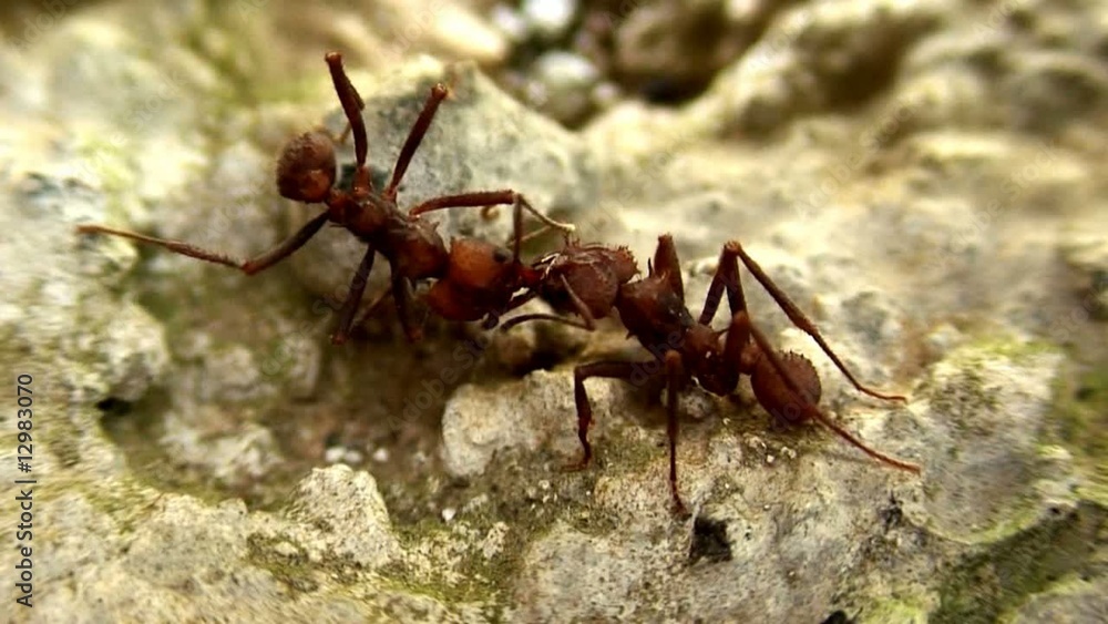 Trophallaxie entre deux fourmis manioc. Trophallaxie entre deux fourmis manioc.