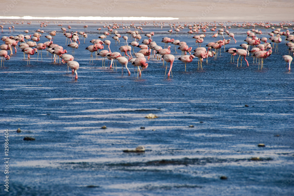 Fototapeta premium Flamencos