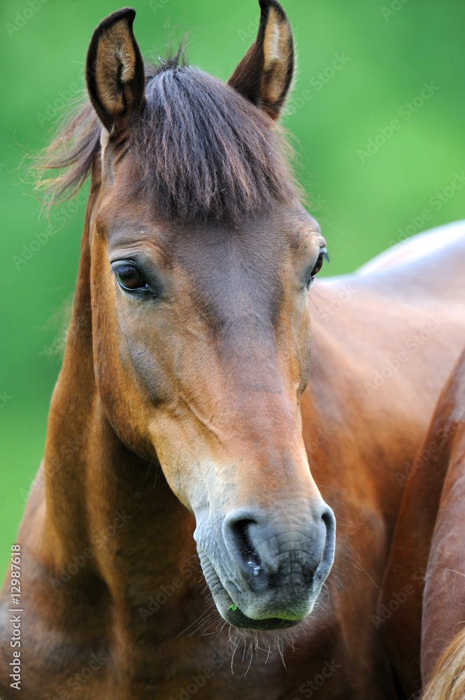 Obraz premium Horse