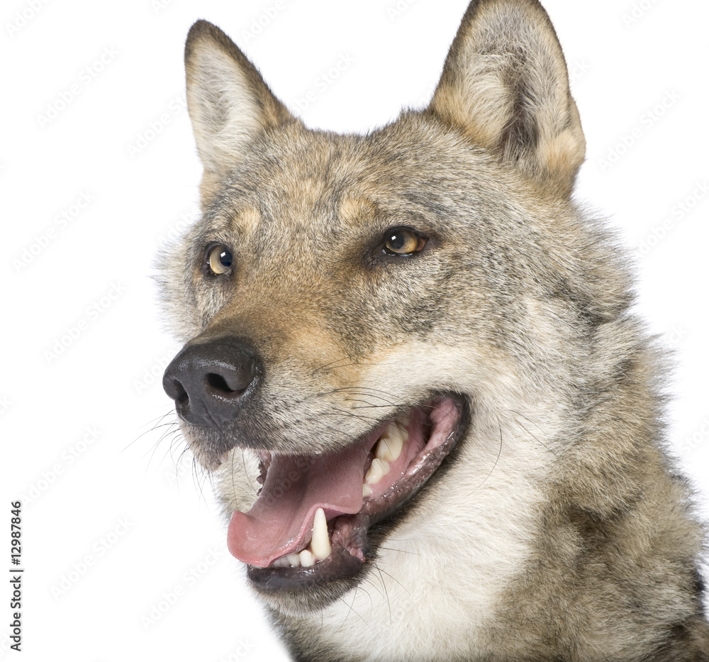 Fototapeta premium close-up on a old European wolf - Canis lupus lupus