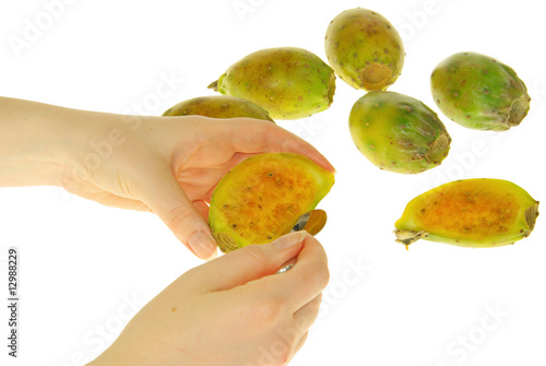 Kaktusfeige - prickly pear 23