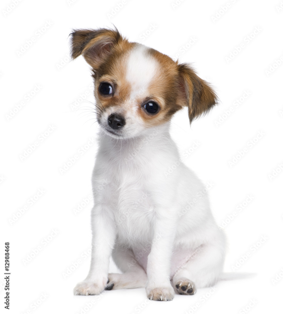 chihuahua (3 moths) chihuahua (3 moths)