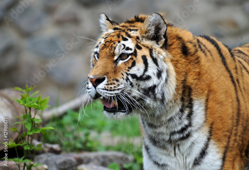 Fotografia Tiger