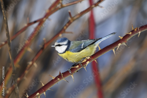 Photos blue tit portrait
