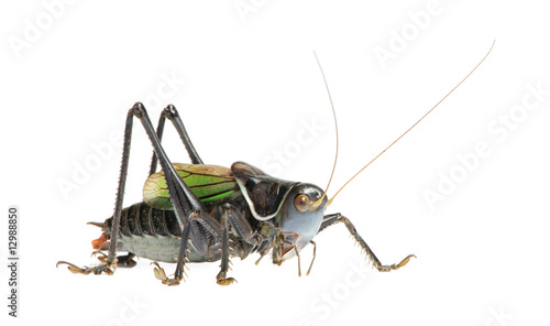 Grasshopper - Gampsocleis gratiosa © Eric Isselée