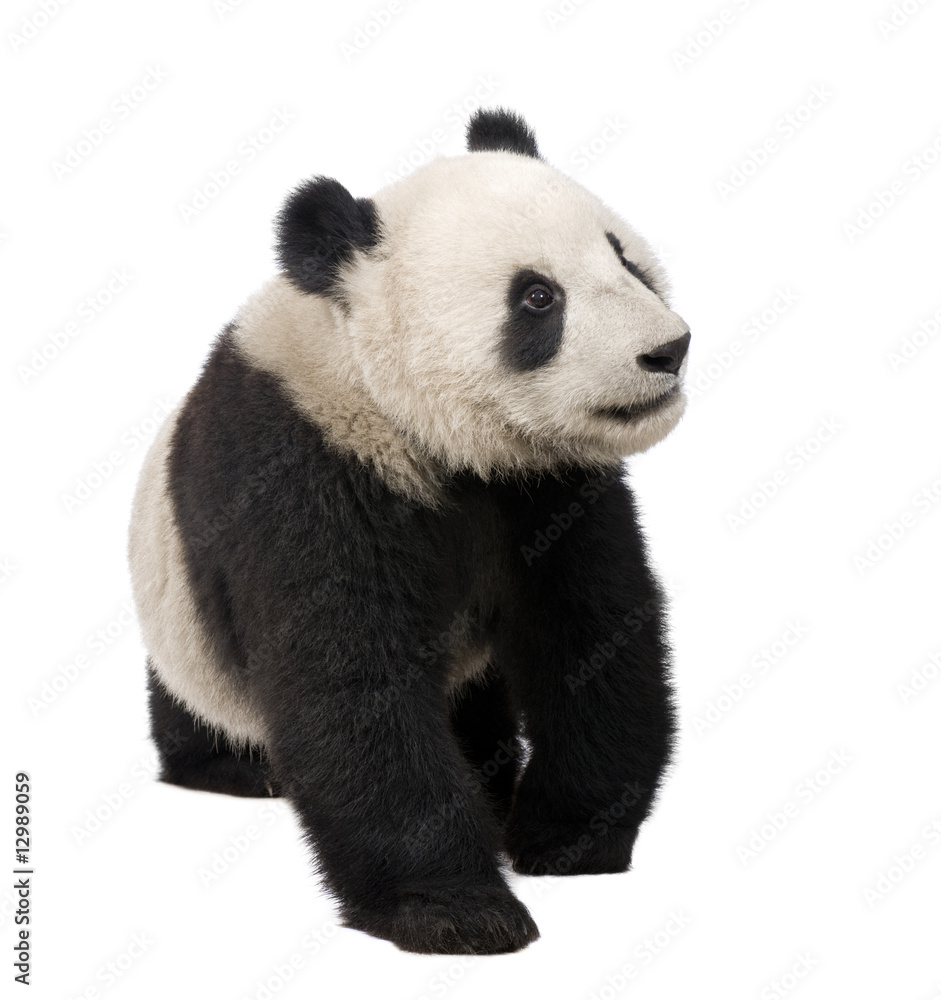 Fototapeta premium Giant Panda (18 miesięcy) - Ailuropoda melanoleuca