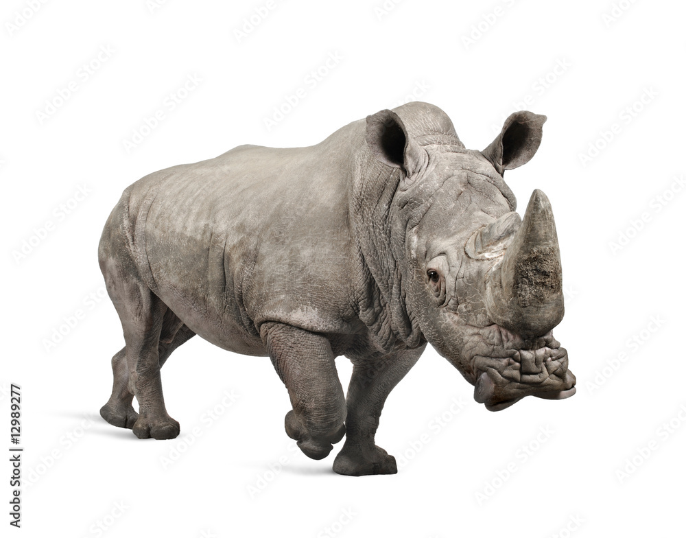 White Rhinoceros charging - Ceratotherium simum ( +/- 10 years) White Rhinoceros charging - Ceratotherium simum ( +/- 10 years)