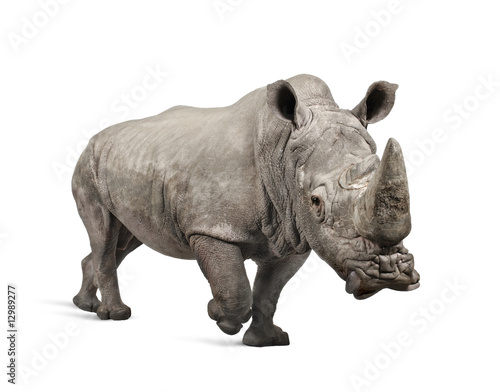 White Rhinoceros charging - Ceratotherium simum     - 10 years 