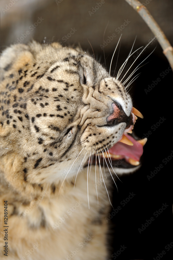 Fototapeta premium Irbis