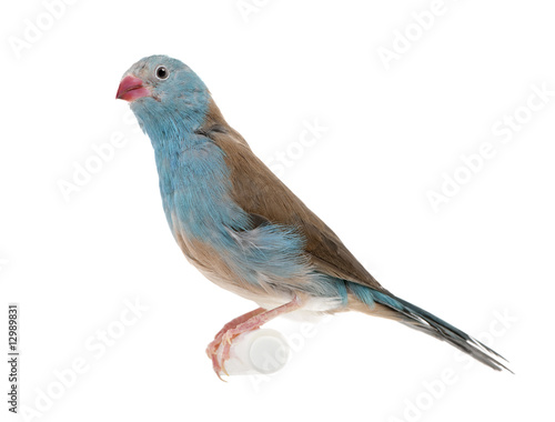 Blue-breasted Cordon-bleu - Uraeginthus angolensis