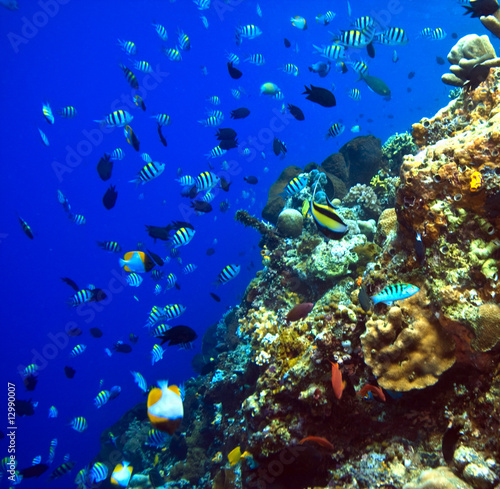 Fototapeta Naklejka Na Ścianę i Meble -  Coral reefs