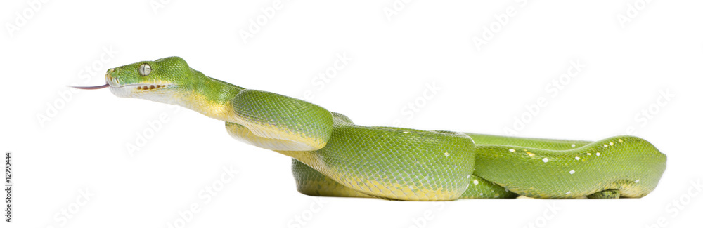 Obraz premium green tree python - Morelia viridis (5 years old)
