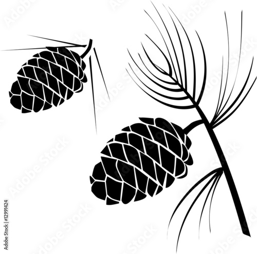 vector illustration of pinecone wood nature photo