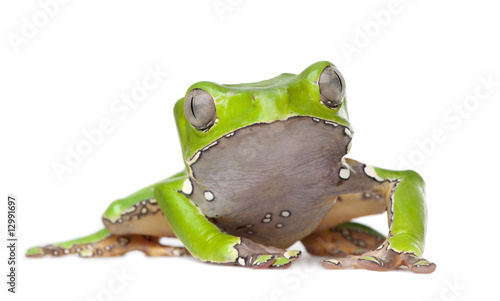 Giant leaf frog - Phyllomedusa bicolor photo