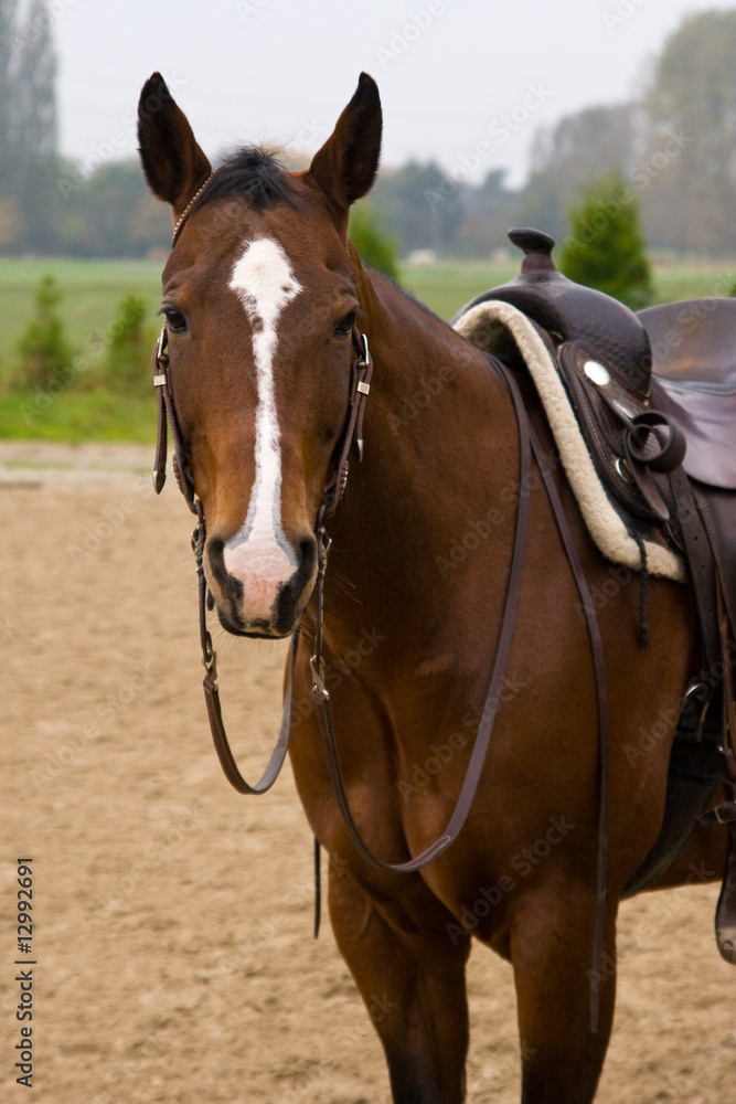 Obraz premium Westernpferd