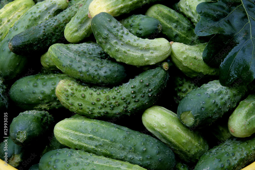 Obraz premium Ogórki