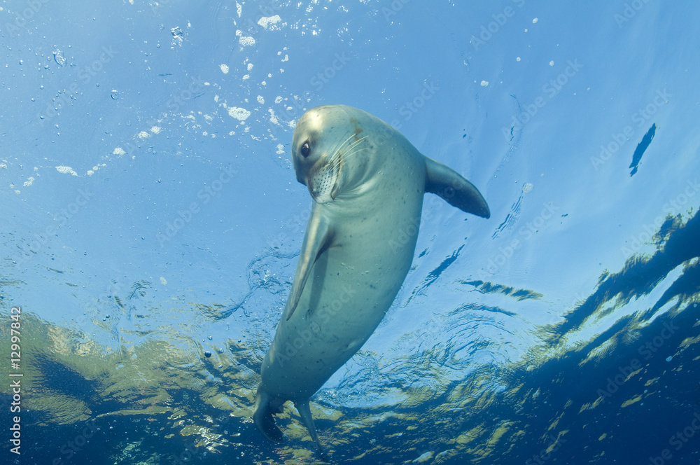 Naklejka premium Mediterranean monk seal mnachus monachus Turkey