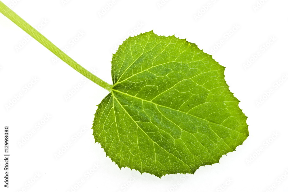 Obraz premium Pumpkin leaf
