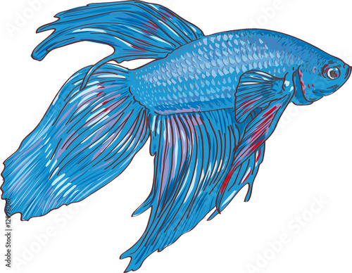 Combattant Betta