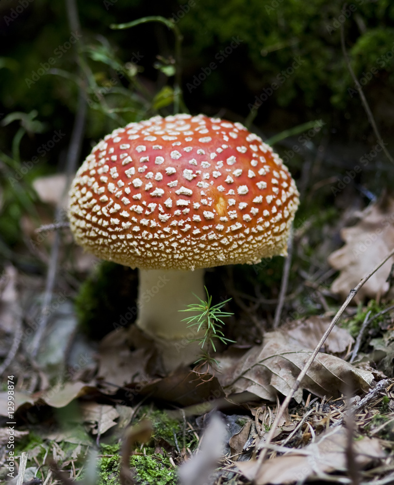 bug agaric bug agaric