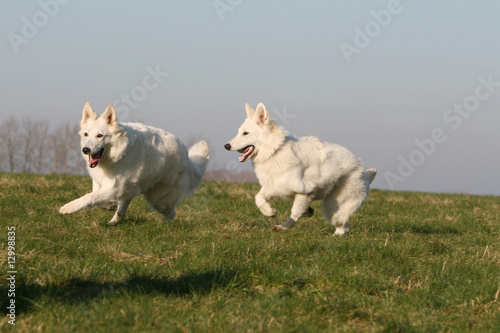 deux bergers blanc suisse s'amusant et faisant la course