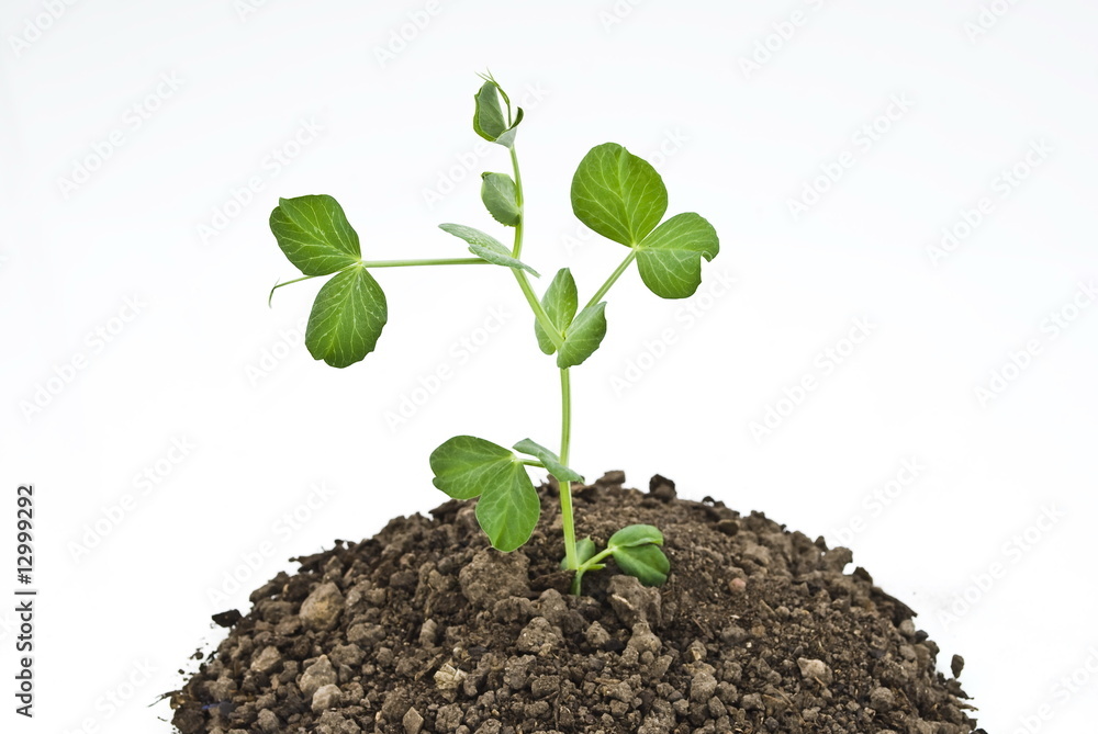 Pea seedlings in soil Pea seedlings in soil