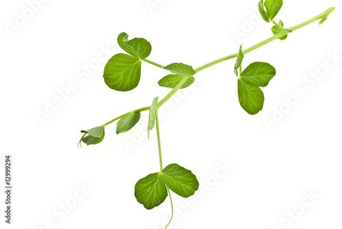 Branch of green pea on white background