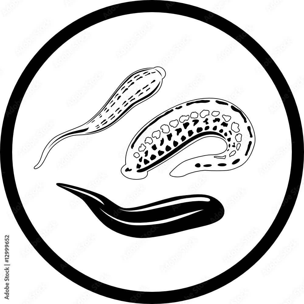 Drawing  Leech  VA Explore The Collections