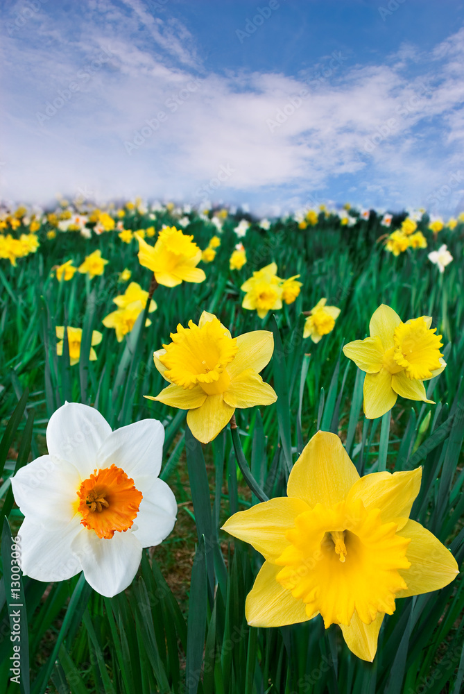 Obraz premium Dandelion field